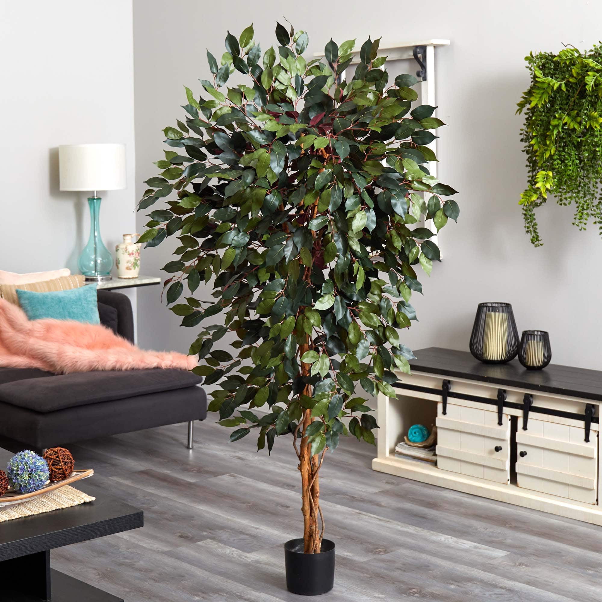 6ft. Potted Capensia Ficus Tree